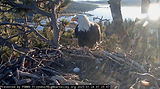 Big Bear's LIVE Nest Cam of Jackie and Shadow