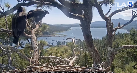 A Big Milestone in Big Bear: One of the Bald Eagle Chicks Takes Flight