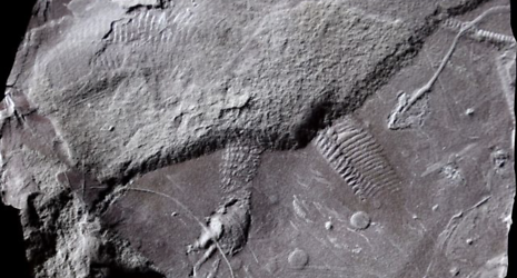 The Oldest Fossilized Butthole Ever Found Is 290 Million Years Old