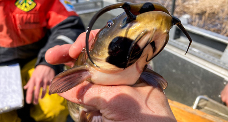 Contagious Fish Cancer Is Spreading Through a New England Lakeâ