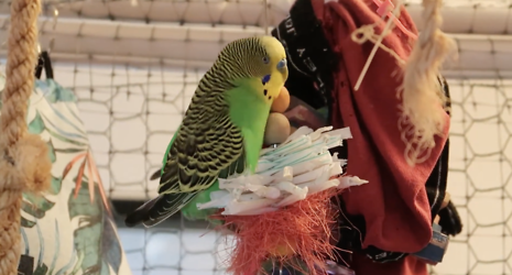 Study Finds Bird Masturbation Is Natural Behavior â