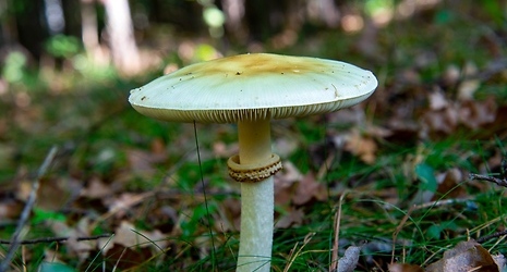 California Health Officials Warn of Deadly Mushroom Poisonings After 21 Reported Cases